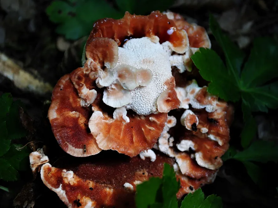A beautiful, wide-pored annual polypore with a varied appearance.
