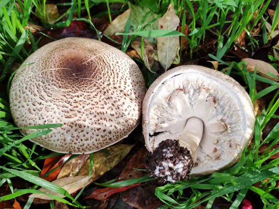 Dusky Scaled Mushroom