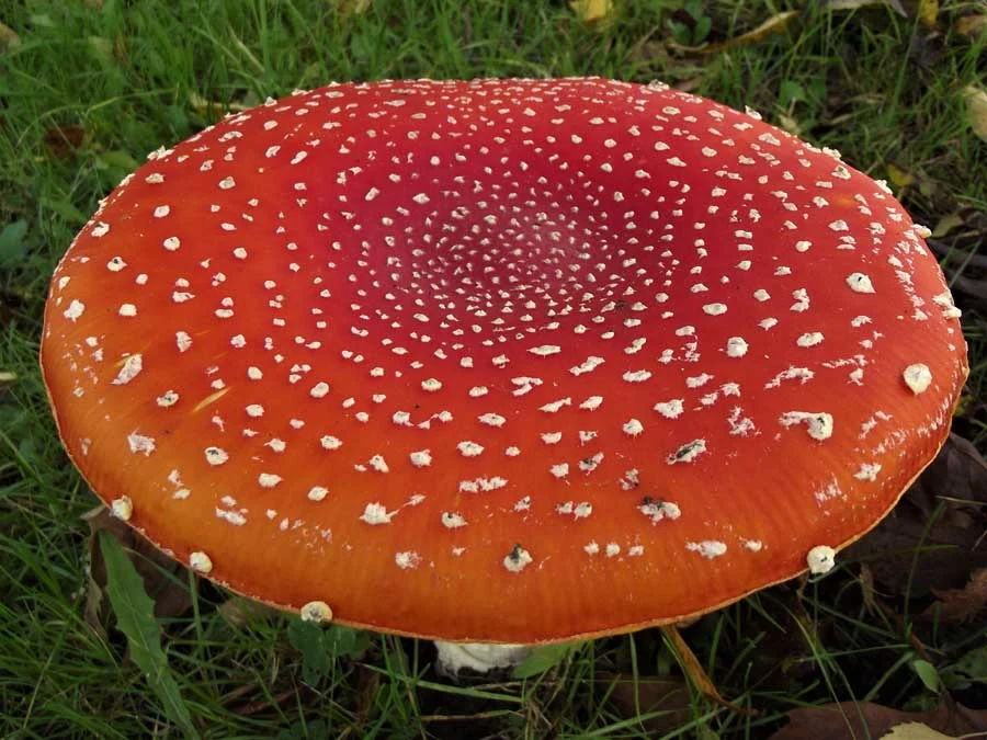 Fly Agaric cup