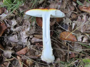 Fly Agaric flesh