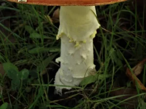 Fly Agaric stem