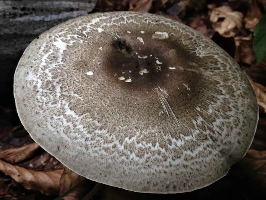 Inky cap