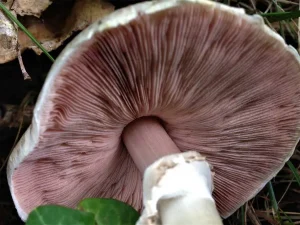 Inky gills