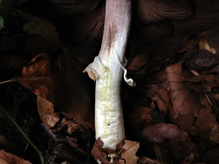 Inky stem