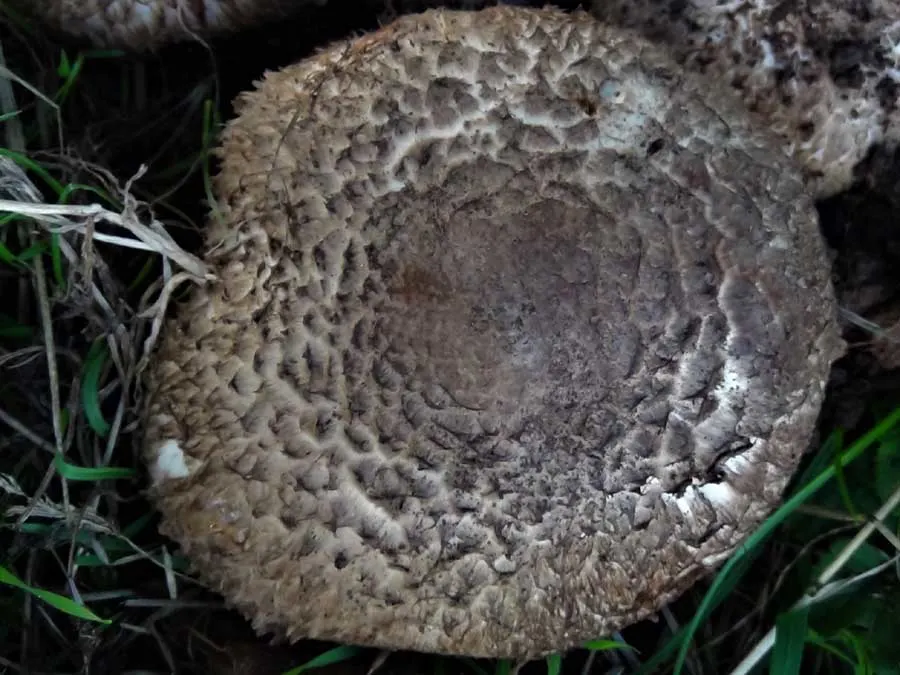 Medusa Mushroom - Cap