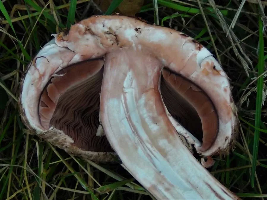 Medusa Mushroom - Flesh