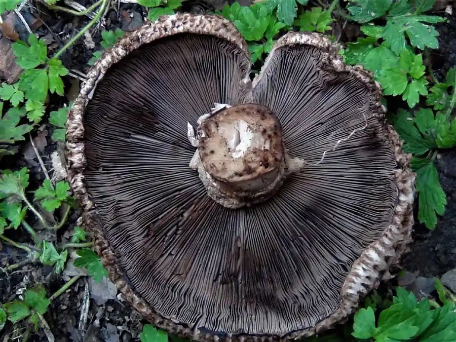 Medusa Mushroom - gills