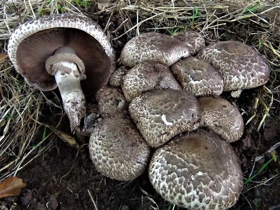 Medusa Mushroom