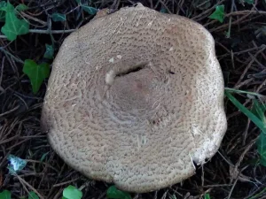 Prince Cap