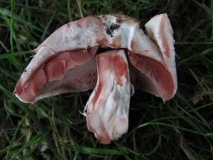 Scaly Wood Mushroom - flesh