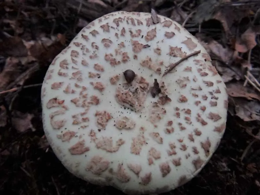 False Deathcap cap