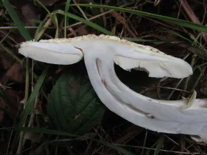False Deathcap flesh