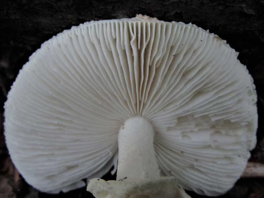 False Deathcap gills