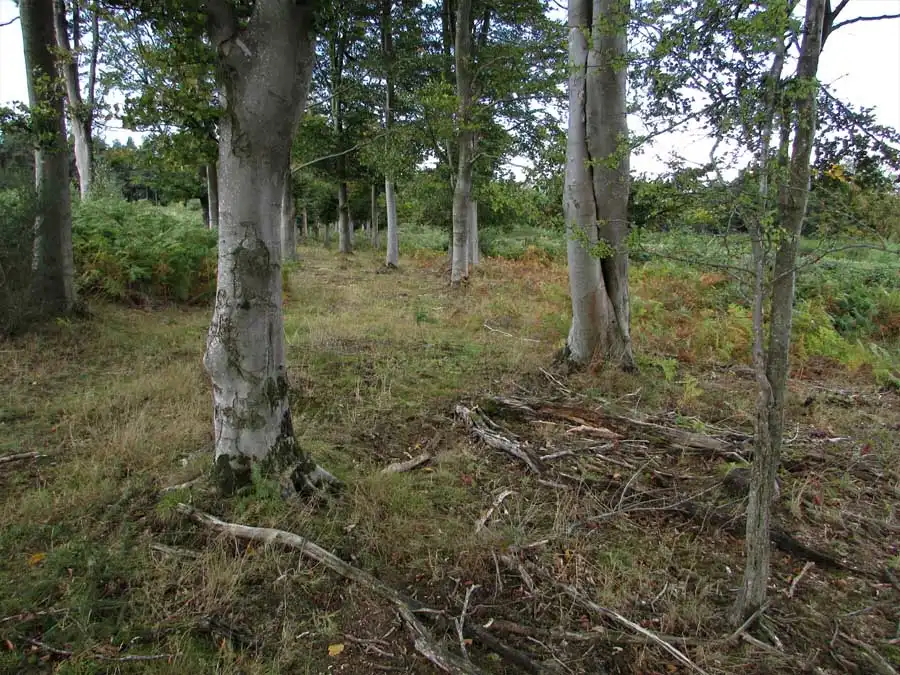 False Deathcap habitat