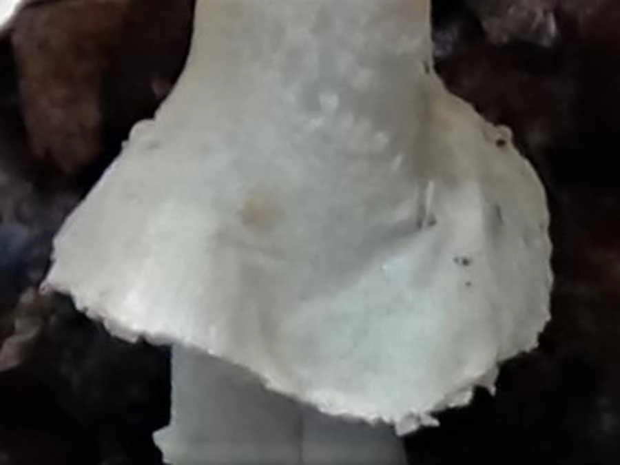 False Deathcap skirt