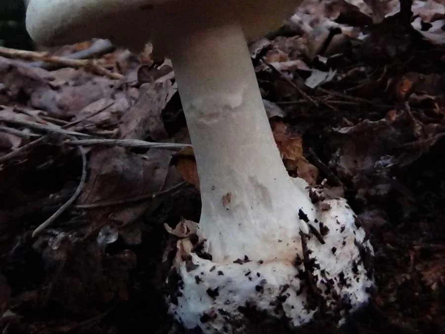 False Deathcap stem