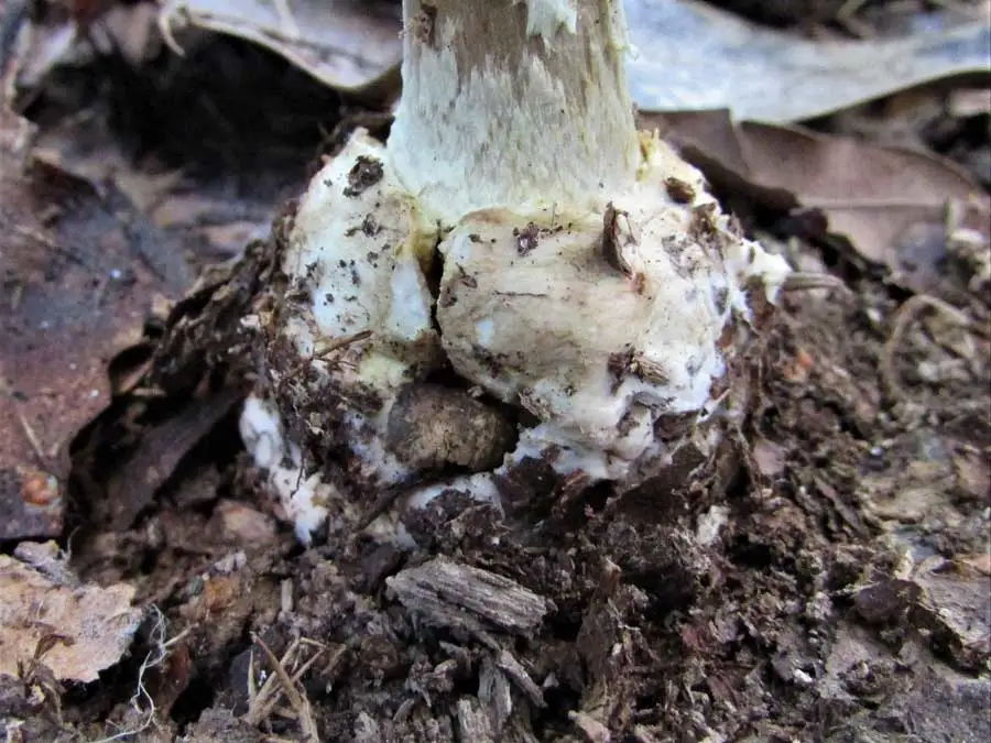 False Deathcap volva