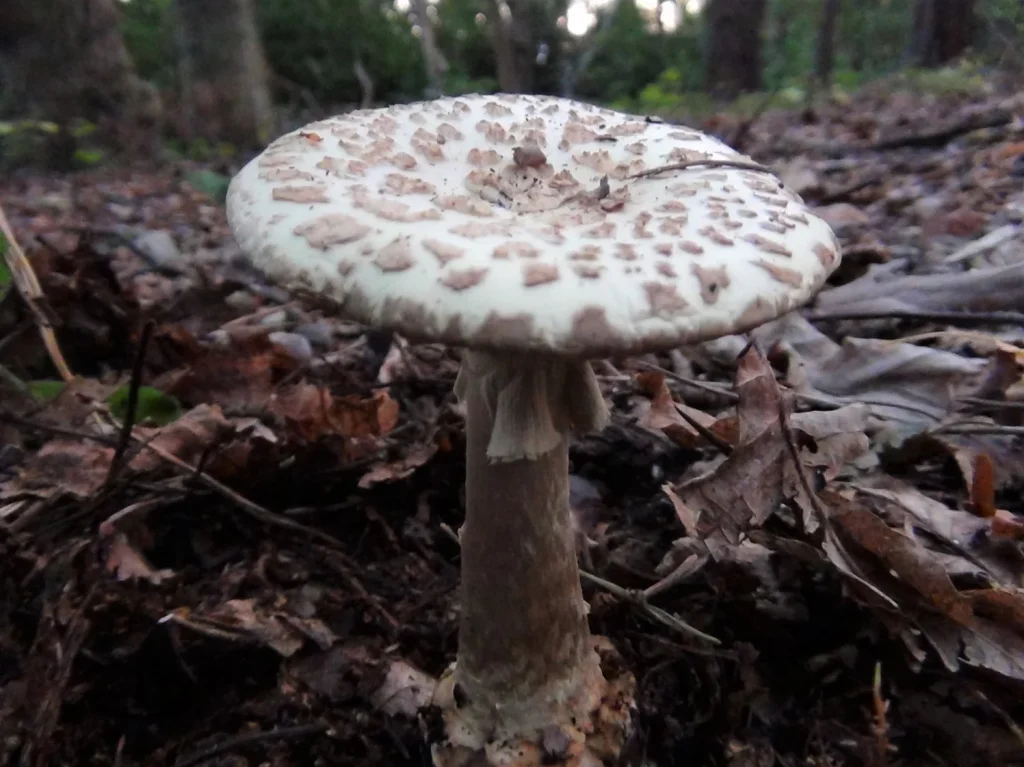 False Deathcap1