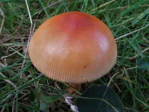 Orange Grisette cap
