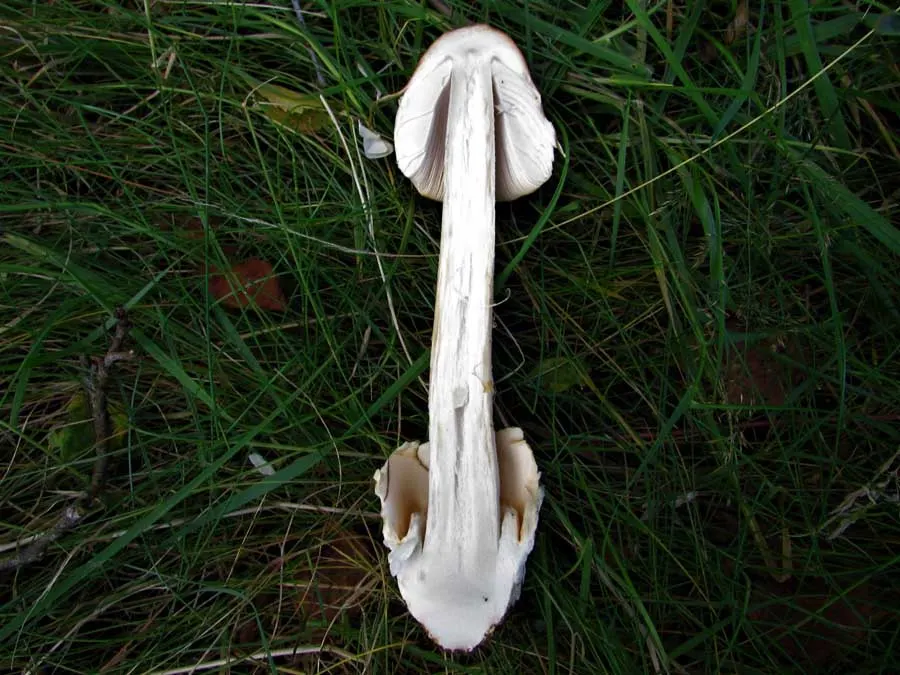 Orange Grisette flesh