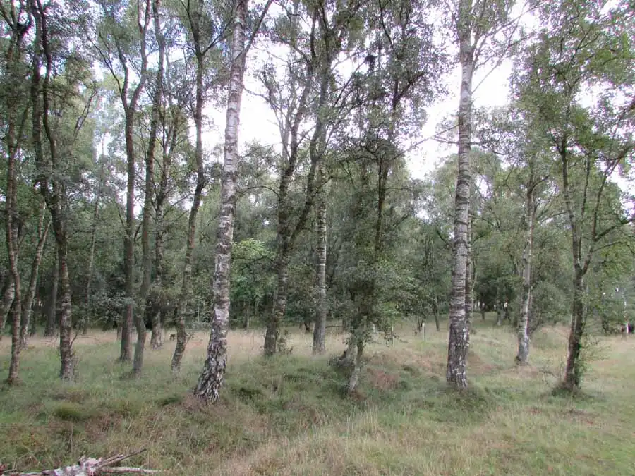 Orange Grisette habitat