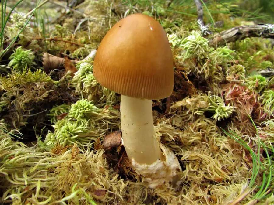 Orange Grisette possible confusion