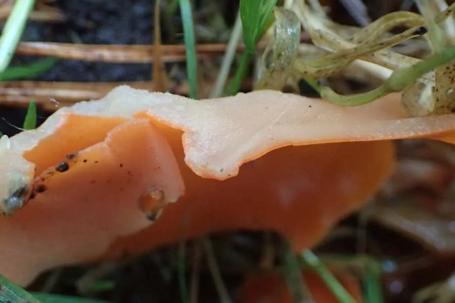 Orange Peel Fungus flesh