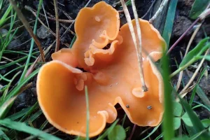 Orange Peel Fungus fruiting body