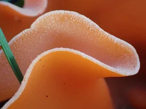 Orange Peel Fungus gills