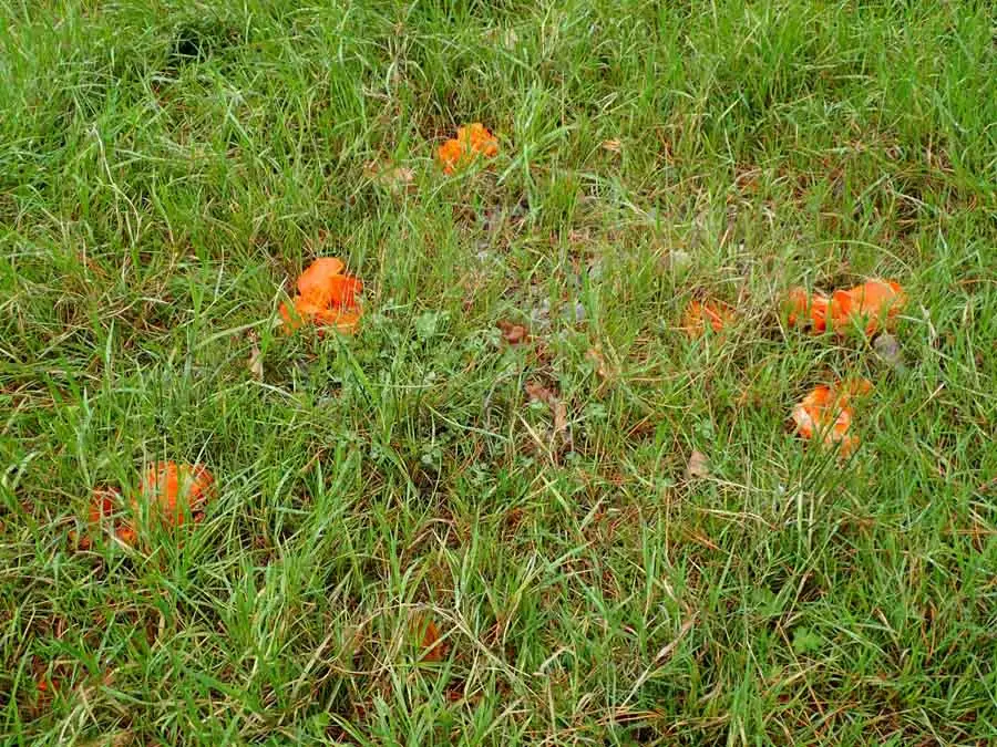 Orange Peel Fungus habitat