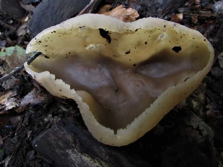Orange Peel Fungus possible confusion