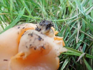 Orange Peel Fungus stem