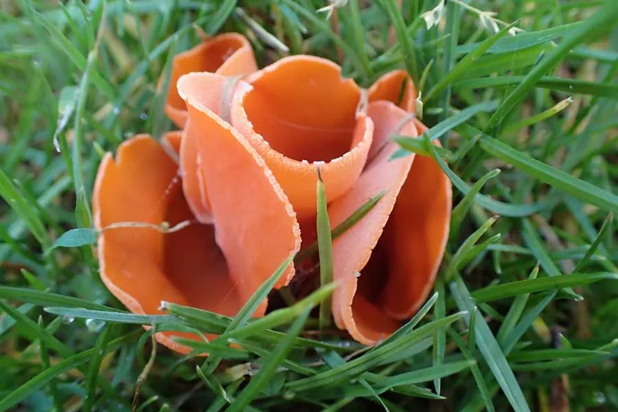 Orange Peel Fungus