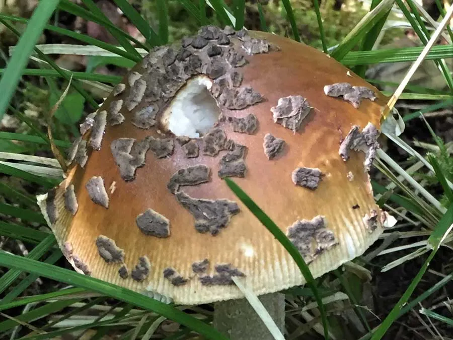 Snakeskin Grisette cap