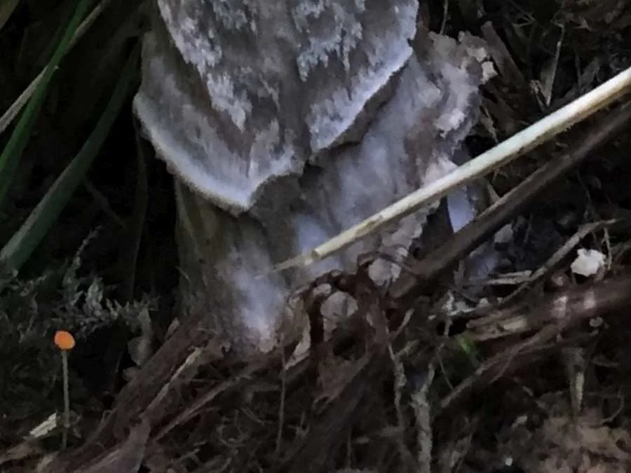 Snakeskin Grisette volva