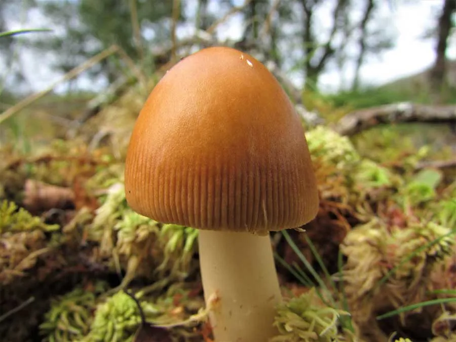 Tawny Grisette
