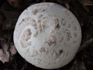White False Death Cap cap