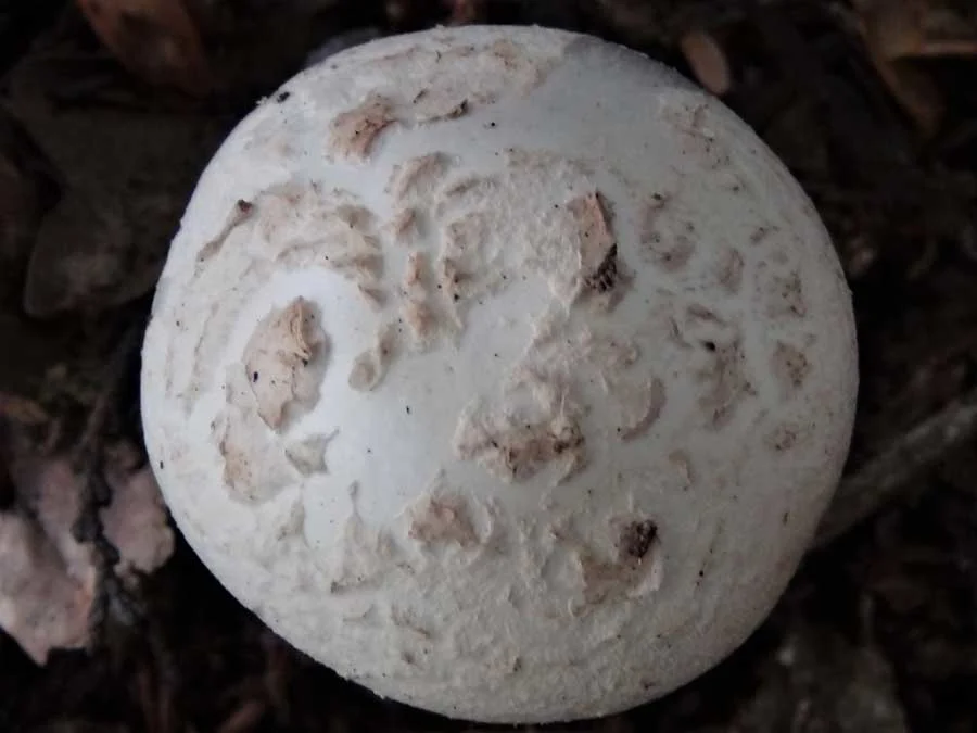White False Death Cap cap