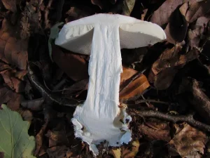 White False Death Cap flesh