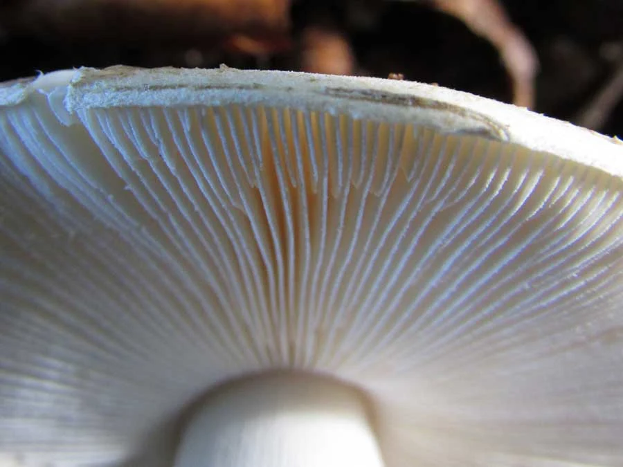 White False Death Cap gills
