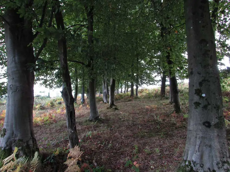 White False Death Cap habitat