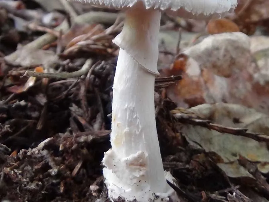 White False Death Cap stem