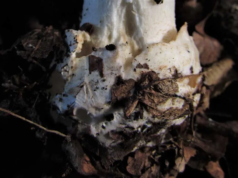 White False Death Cap volva