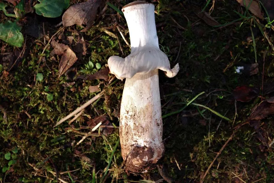 Blushing Wood Mushroom stem