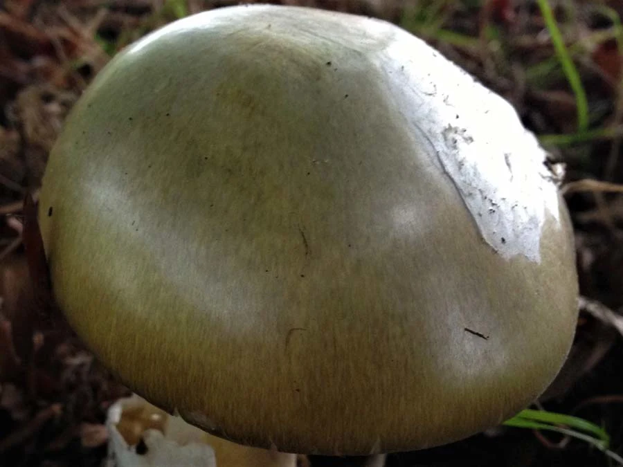 Deathcap cap