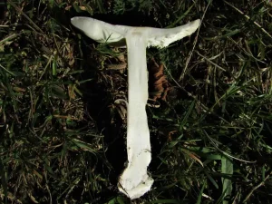 Deathcap flesh