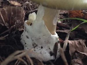Deathcap volva