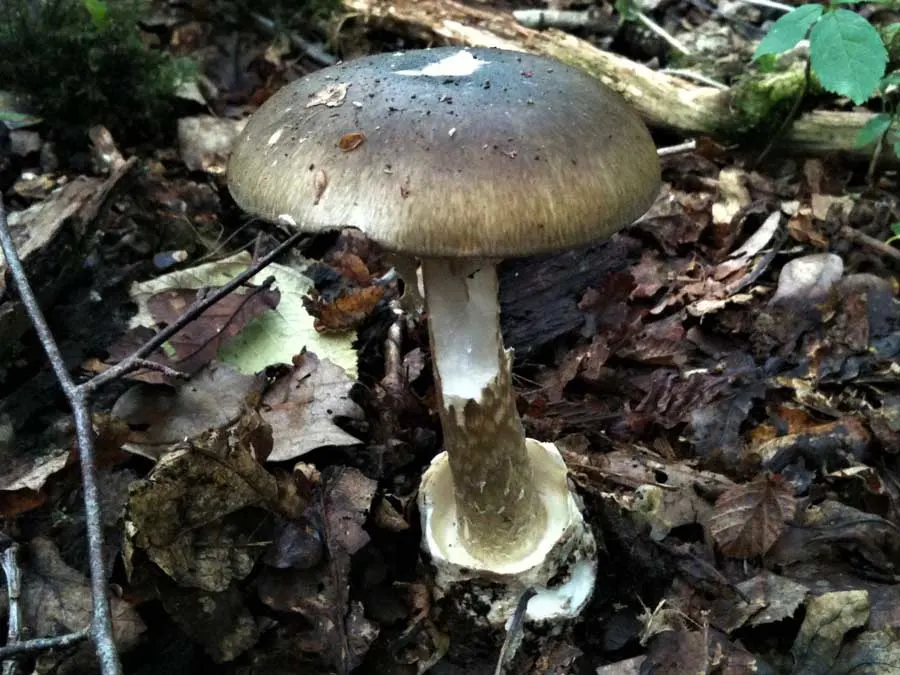 Deathcap