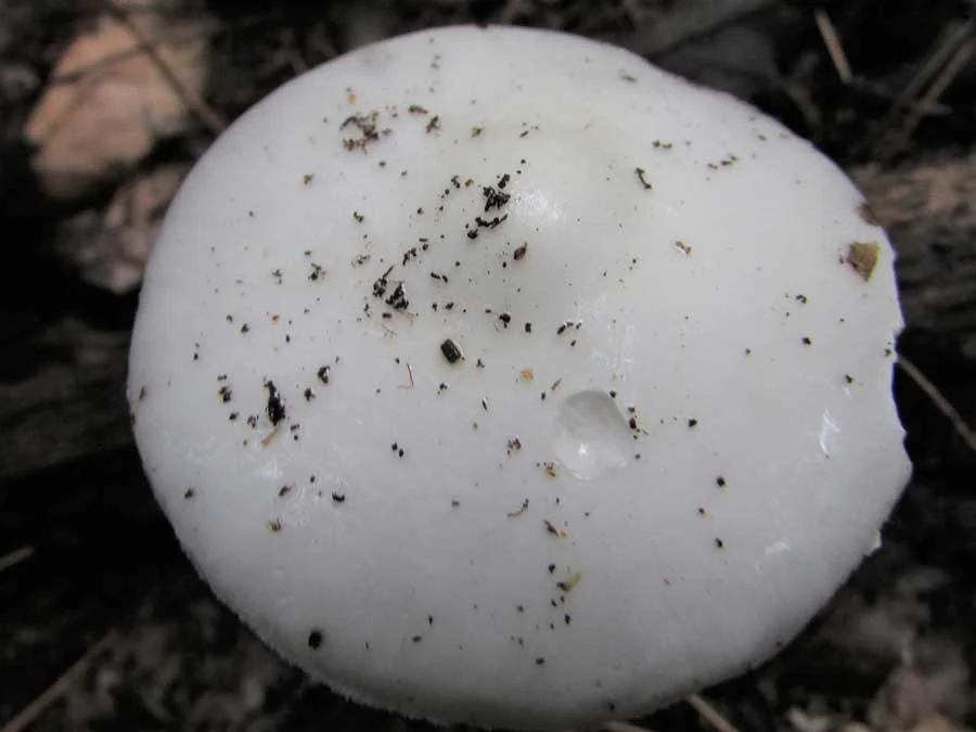Destroying Angel cap