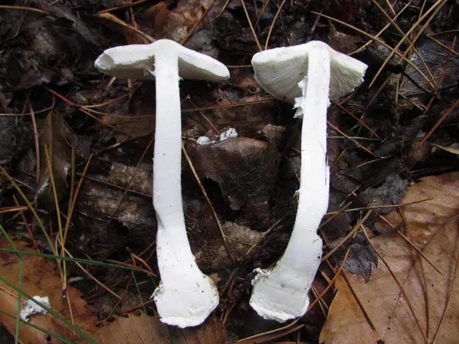 Destroying Angel flesh